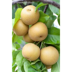 CHOJURO ORIENTAL PEAR SEM-DWARF