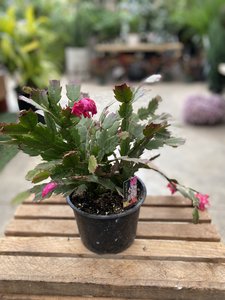 CHRISTMAS CACTUS 6"