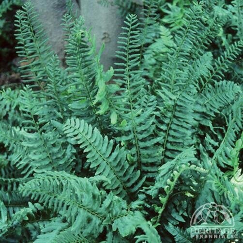 CHRISTMAS FERN 1G