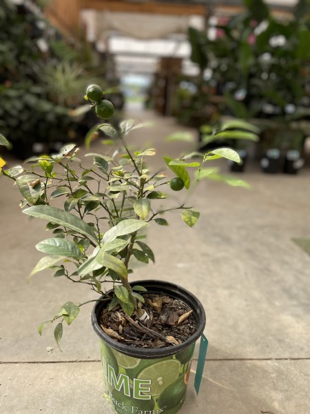 CITRUS LIME 8" BUSH