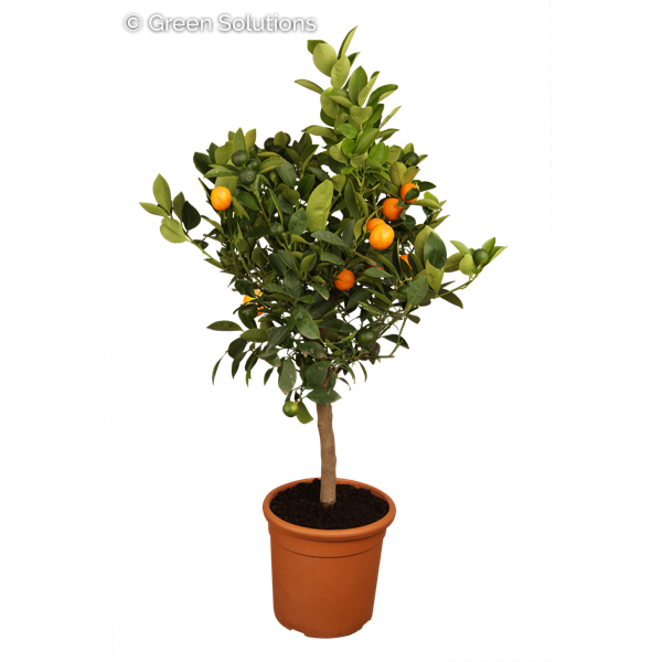 Citrus Orange 10" (Bush)