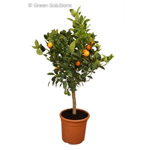 Citrus Orange 10" (Bush)