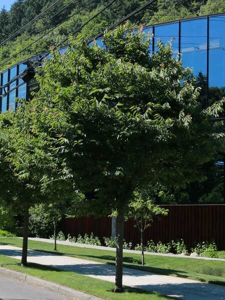 CITY SPRITE ZELKOVA 200CM