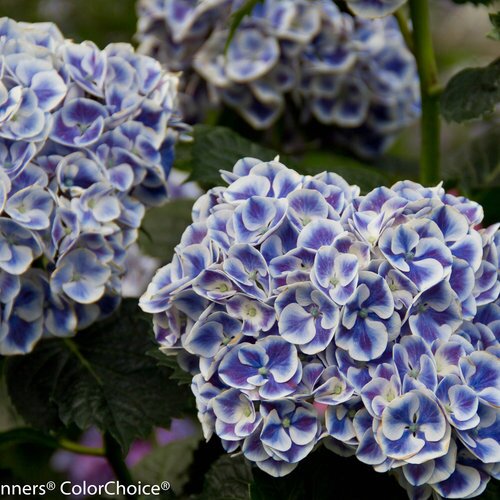 CITYLINE MARS HYDRANGEA 3G 50CM