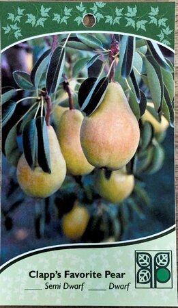 CLAPP'S FAVOURITE PEAR 25 MM - image 1