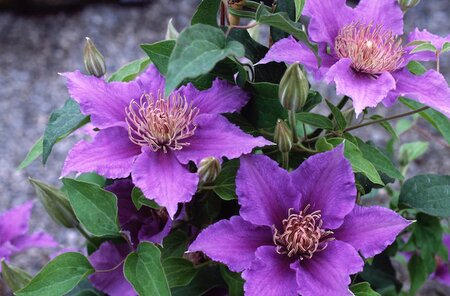 CLEMATIS BIJOU 1G