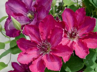 CLEMATIS ELODI 1G