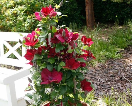 CLEMATIS NUBIA