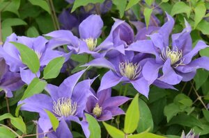 CLEMATIS OLYMPIA