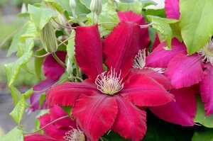 CLEMATIS REBECCA 2G