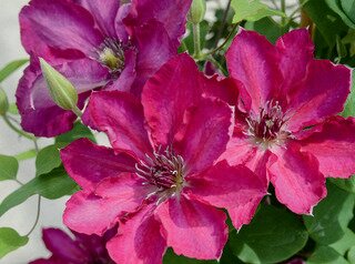 CLEMATIS TEKLA