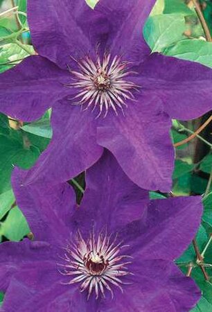 CLEMATIS, THE PRESIDENT