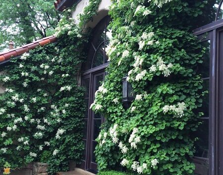 CLIMBING HYDRANGEA 1G STKD