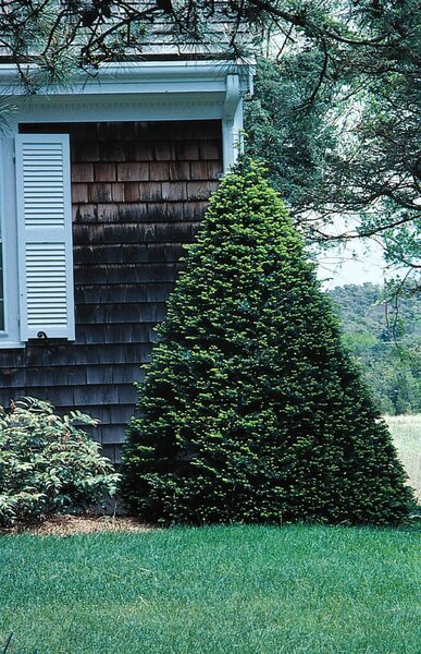 CLIPPED CONE YEW 50 CM