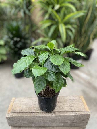 COFFE PLANT 4"