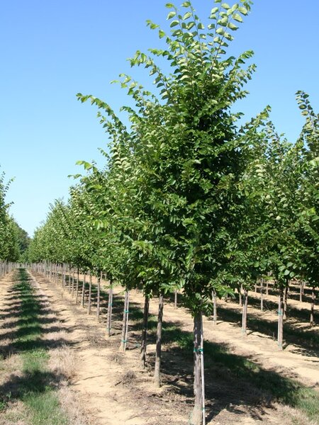 COLONIAL SPIRIT ELM 250CM