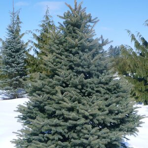 COLORADO BLUE SPRUCE 100CM