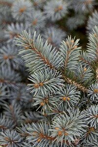 COLORADO SPRUCE 30CM - image 4