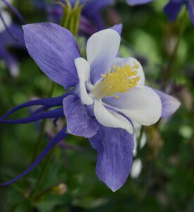 COLUMBINE EARLYBIRD  BLUE WHITE 1G