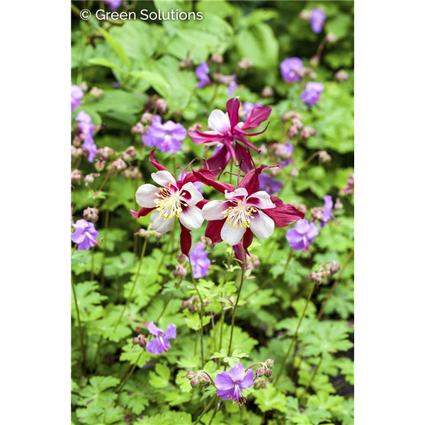 COLUMBINE EARLYBIRD MIX 1G