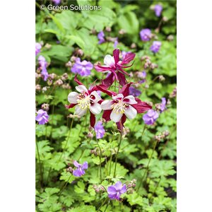 COLUMBINE EARLYBIRD MIX 1G