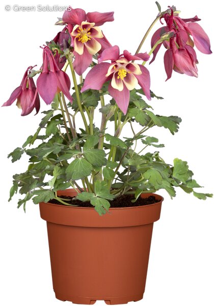 COLUMBINE EARLYBIRD RED YELLOW 1G