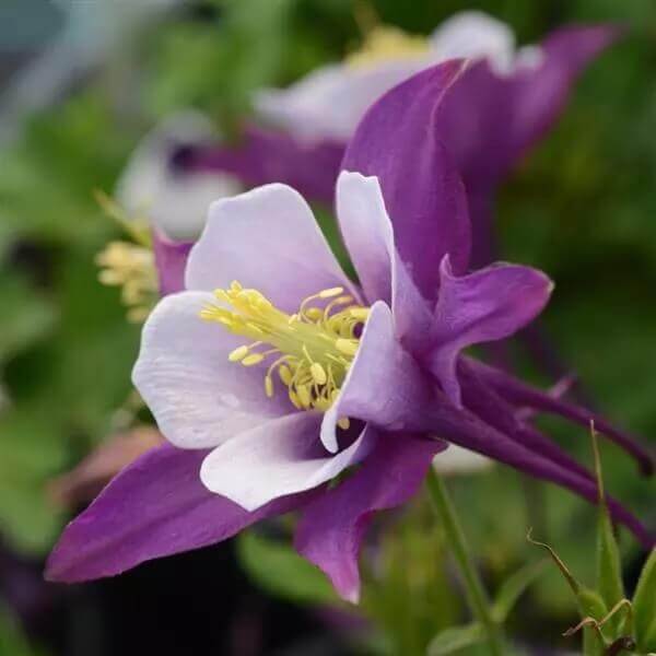 COLUMBINE EARLYBRID PURPLE WHITE 4IN