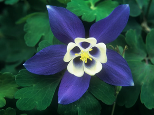 COLUMBINE SPRING MAGIC BLUE WHITE 1G
