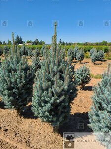 COLUMNAR COLORADO SPRUCE 175CM