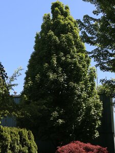 COLUMNAR SUGAR MAPLE 300CM