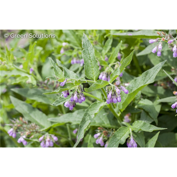 COMFREY 1G