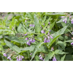 COMFREY 1G