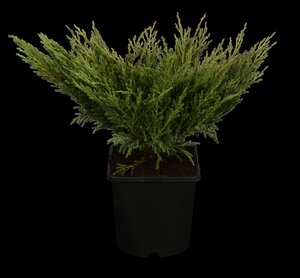 COMPACT ANDORRA JUNIPER 3O CM - image 2