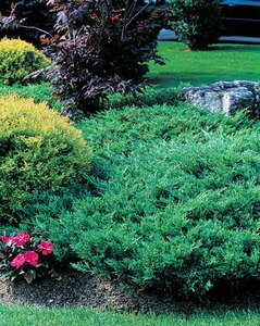 COMPACT ANDORRA JUNIPER 3O CM