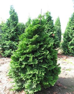 COMPACT HINOKI CYPRESS 125CM
