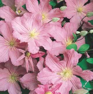 COMTESSE DE COUCHAUD CLEMATIS 1G