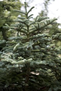 CONCOLOUR FIR 225 CM - image 2