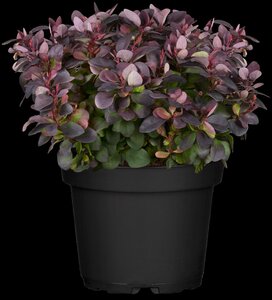 CONCORDE BARBERRY 2 GAL - image 3