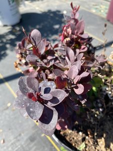 CONCORDE JAPANES BARBERRY 30 CM