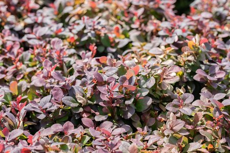 CONCORDE JAPANESE BARBERRY 30 CM - image 3