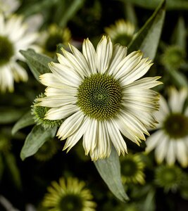 CONEFLOWER ECHINACEA PRAIRIE SPLENDOR COMPACT WHITE