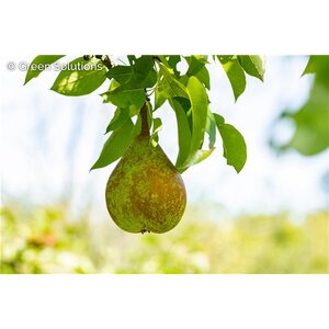 CONFERENCE PEAR SEM-DWARF