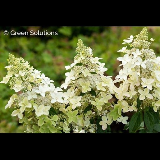 CONFETTI HYDRANGEA STD 100CM