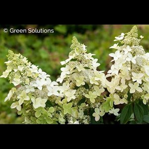 CONFETTI HYDRANGEA STD 100CM