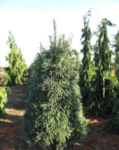 CONTORTED WHITE PINE 175CM BB
