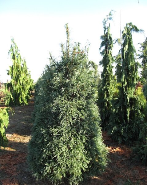 CONTORTED WHITE PINE 200 CM
