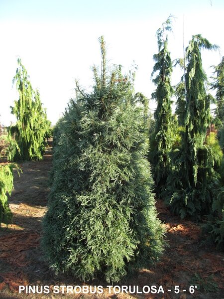 CONTORTED WHITE PINE 225CM WB