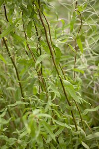 CONTORTED WILLOW - image 2