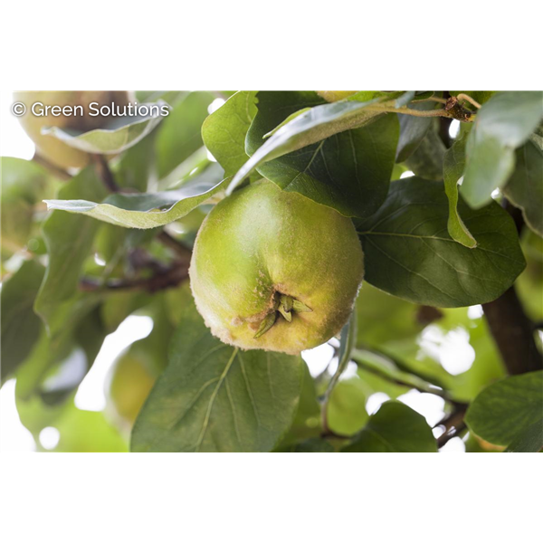 COOKE'S JUMBO FRUITING QUINCE 150CM