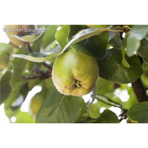 COOKE'S JUMBO FRUITING QUINCE 150CM